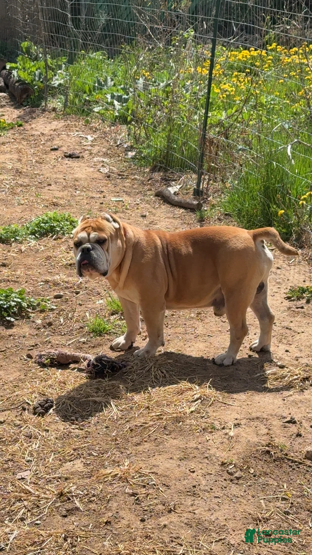 English Bulldog dogs for sale: English Bulldog Puppy 1 - Ad 2