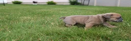 English Bulldog dogs for sale: Dallas - Ad 4