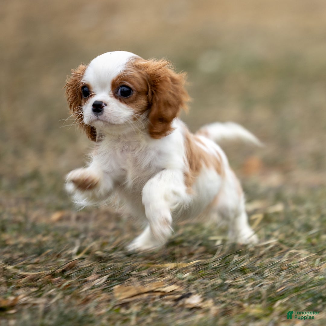 Cavalier King Charles Spaniel dogs for sale: Zoey - Ad 4