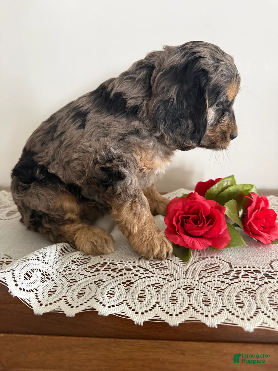 Cockapoo dogs for sale: Cockapoo Puppy 6 - Ad 3
