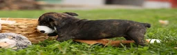 Frenchton dogs for sale: BETZY - Ad 8