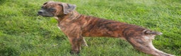 Boxer dogs for sale: Oakley - Ad 6