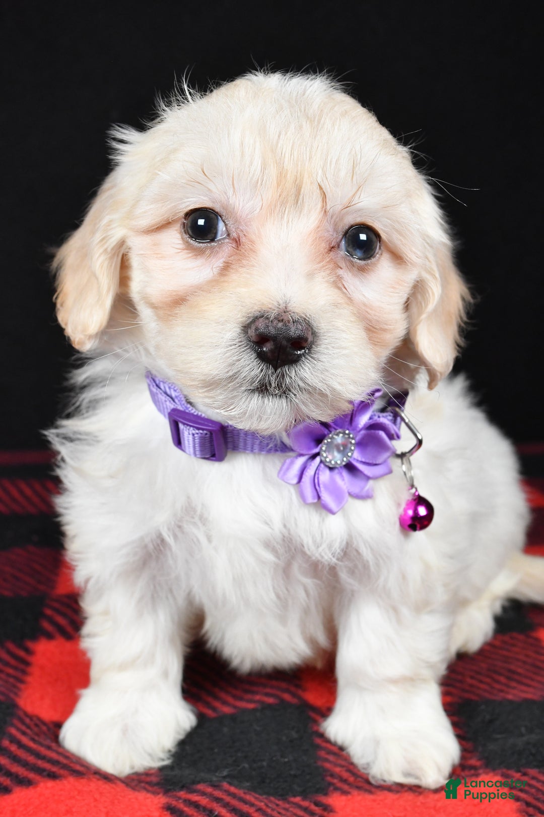 Maltipoo dogs for sale: Misty - Ad 6