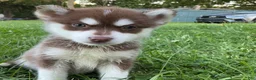 Pomsky dogs for sale: Pomsky 1 - Ad 1