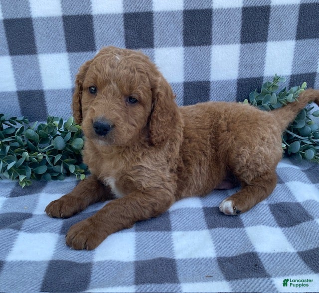 Mini Goldendoodle dogs Leo - Ad 2