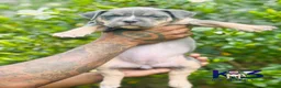 American Bully dogs for sale: American Bully Puppy 8 - Ad 2