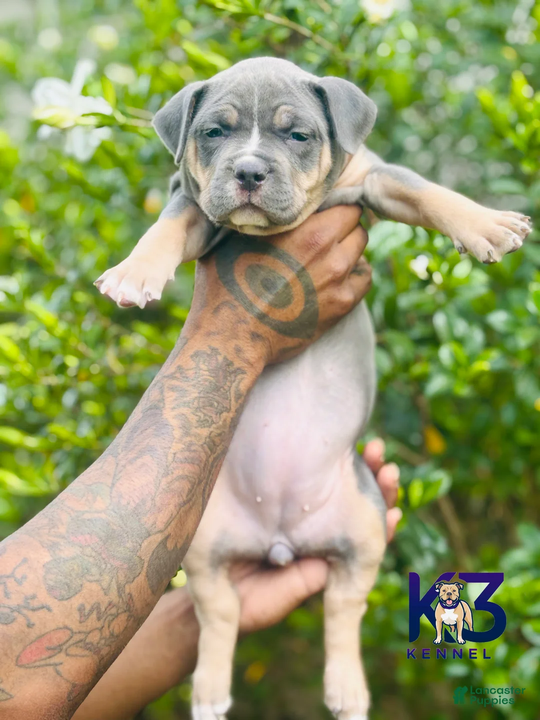 American Bully dogs for sale: American Bully Puppy 8 - Ad 2