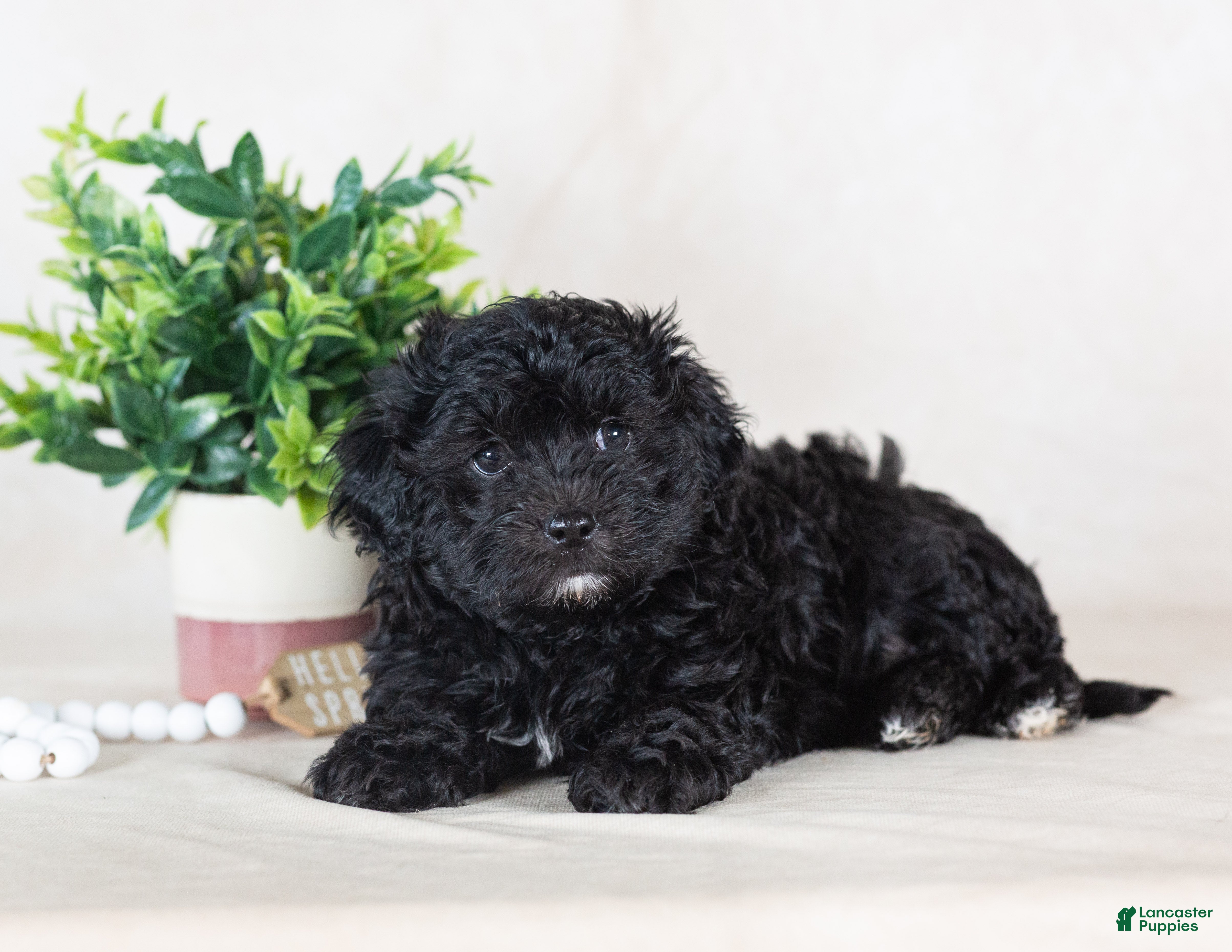 Havapoo dogs Jett - Ad 2