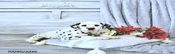 Dalmatian dogs for sale: Pongo - Ad 3