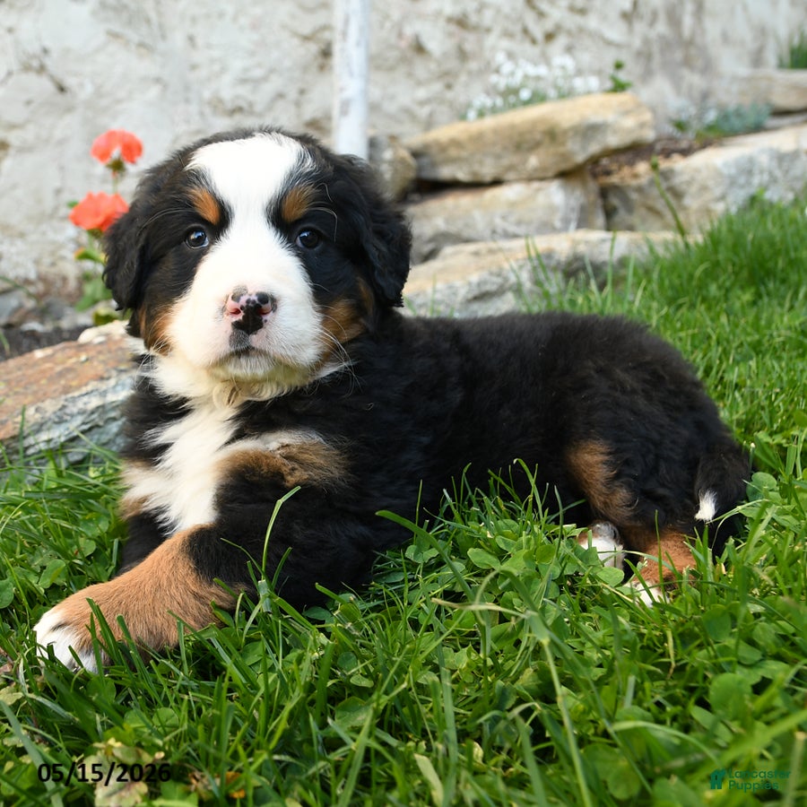 Bernese Mountain Dog dogs Bernadette - Ad 2