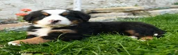 Bernese Mountain Dog dogs for sale: Bernadette - Ad 2