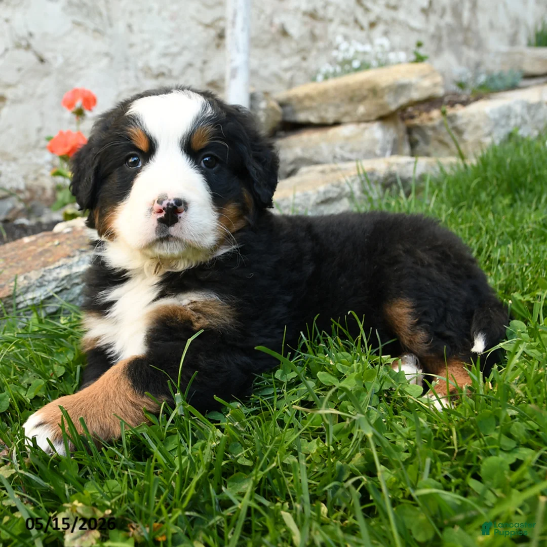 Bernese Mountain Dog dogs for sale: Bernadette - Ad 2