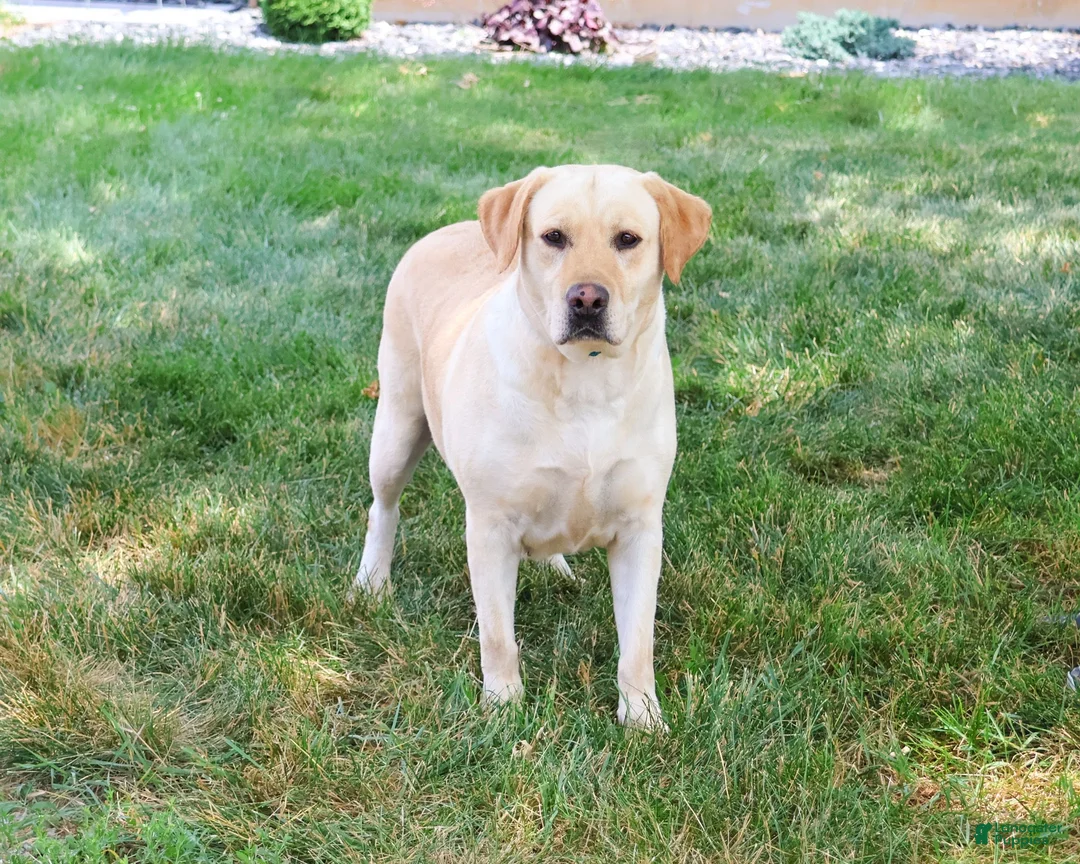 Labrador Retriever dogs for sale: Ariana - Ad 6