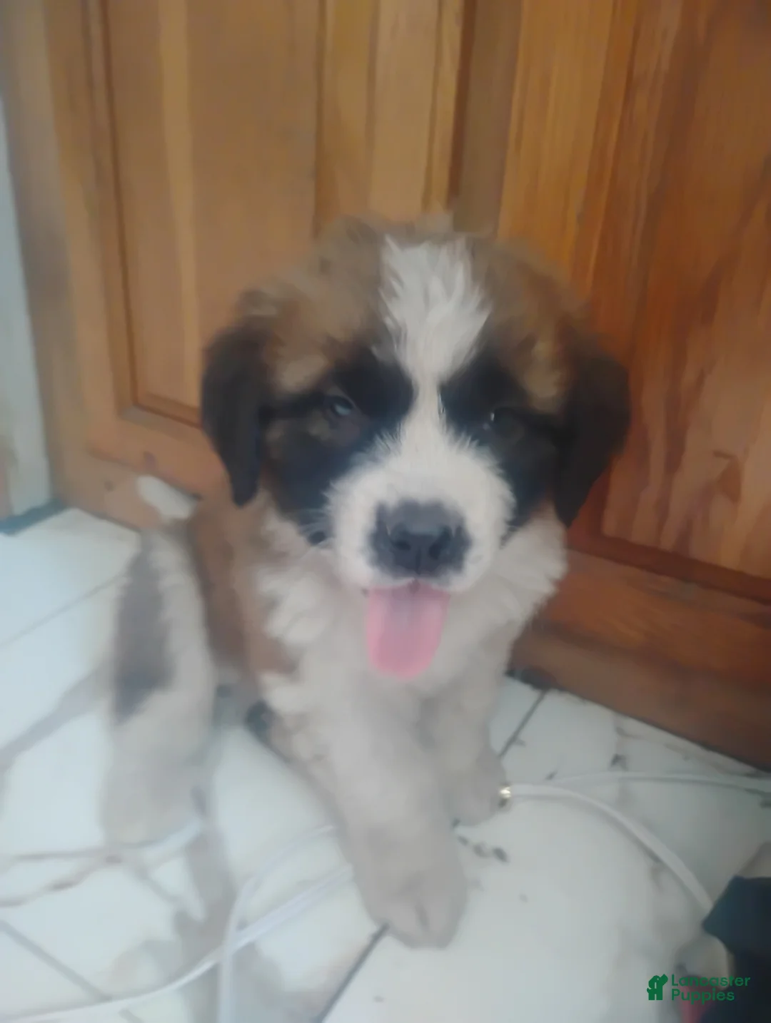 Saint Bernard dogs for sale: Saint Bernard Puppy 3 - Ad 2