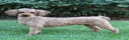 Miniature Labradoodle dogs for sale: Kate - Ad 8