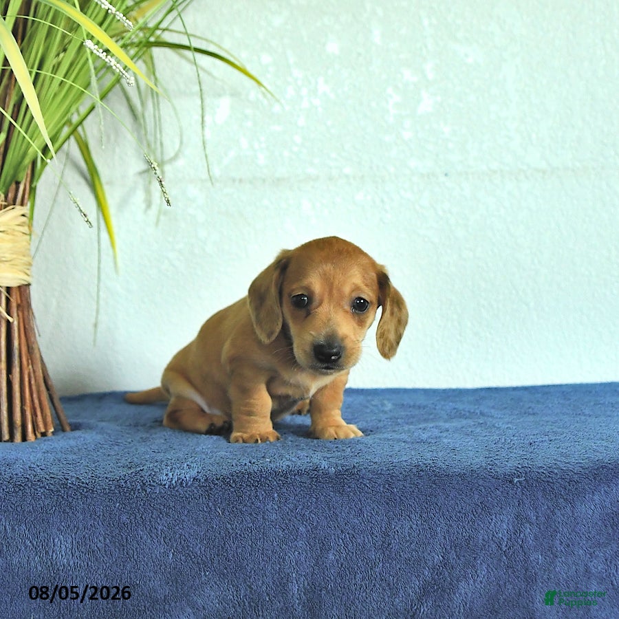 Miniature Dachshund dogs Miles - Ad 2