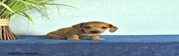 Miniature Dachshund dogs for sale: Miles - Ad 2