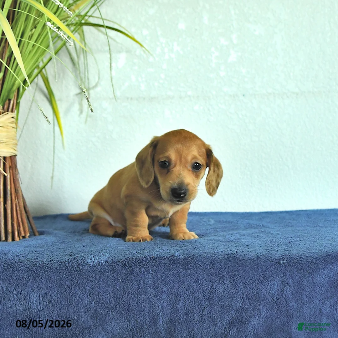 Miniature Dachshund dogs for sale: Miles - Ad 2