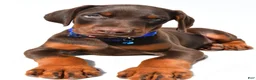 Doberman Pinscher dogs for sale: Buster - Ad 4