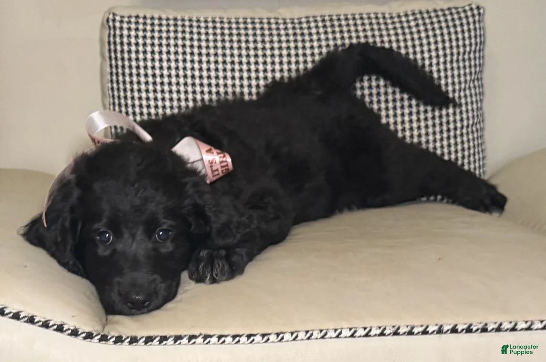 Mixed Breed dogs for sale: Daisy  - Ad 1