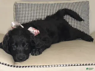 Mixed Breed dogs Daisy - Ad 33