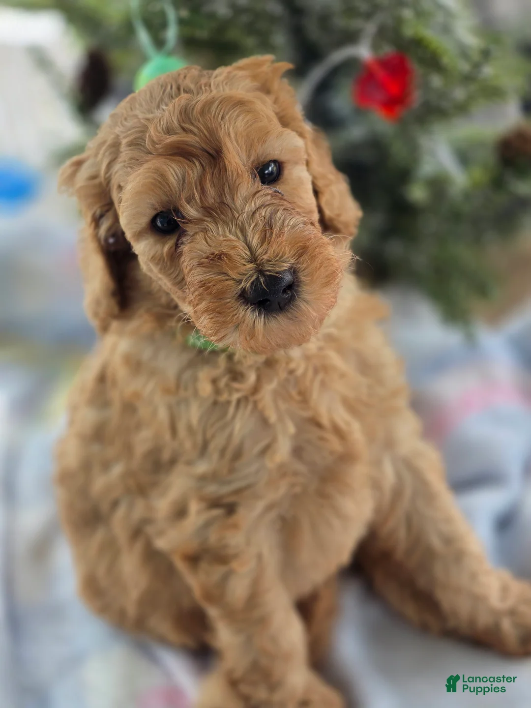 Goldendoodle dogs for sale: Tito - Ad 2