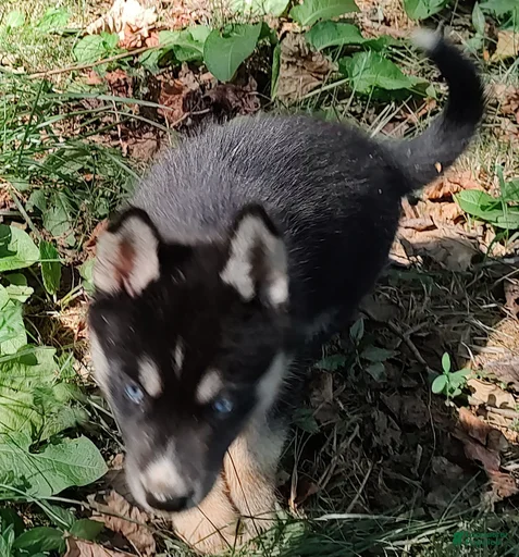 Gallery Image {{count}}