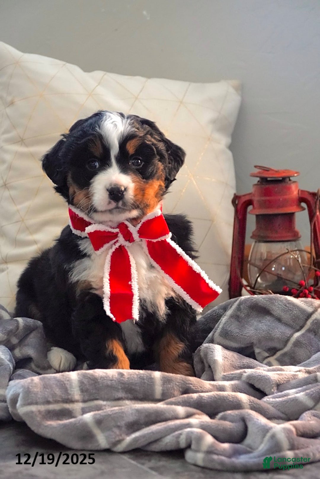 Bernese Mountain Dog dogs for sale: Richelle - Ad 1