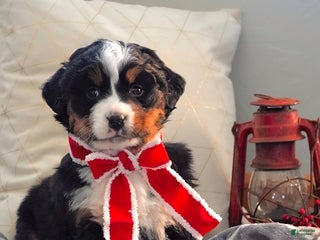 Bernese Mountain Dog dogs Richelle - Ad 25