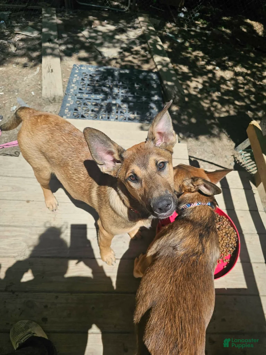 Mixed Breed dogs for sale: Mixed Breed Puppy 6 - Ad 5
