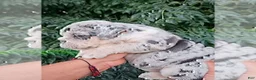 English Bulldog dogs for sale: PEBBLES - LILAC TRI MERLE IN LA CA WITH USA DELIVERY - Ad 2