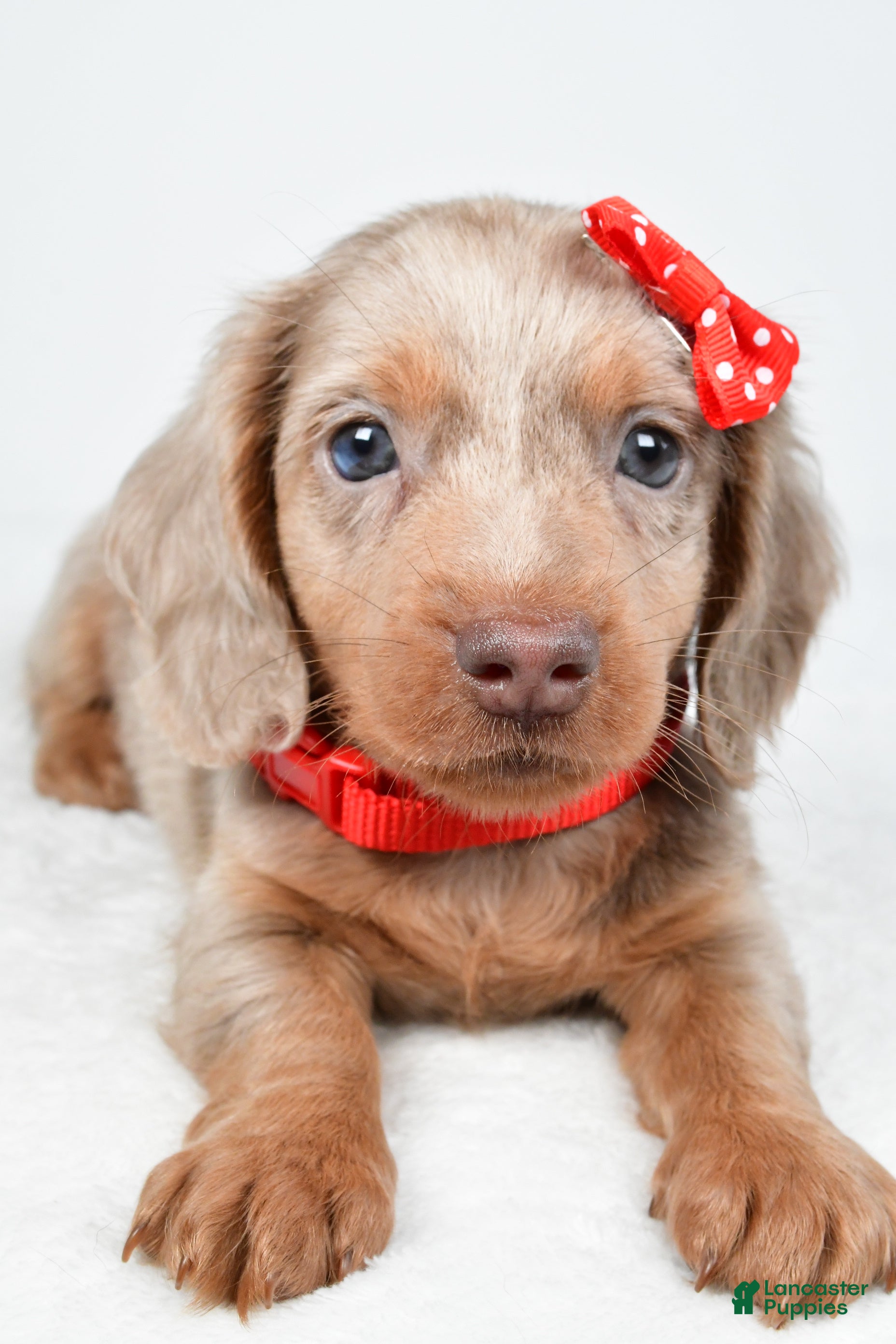 Miniature Dachshund dogs Tucker - Ad 2