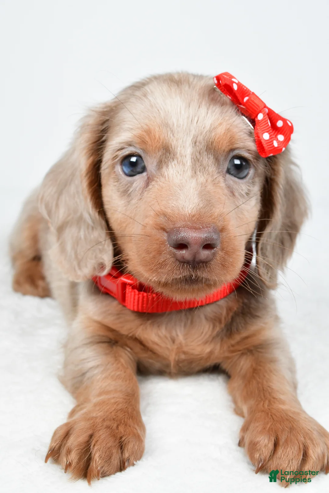 Miniature Dachshund dogs for sale: Tucker - Ad 2