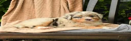 Australian Shepherd dogs for sale: Maeve - Ad 5