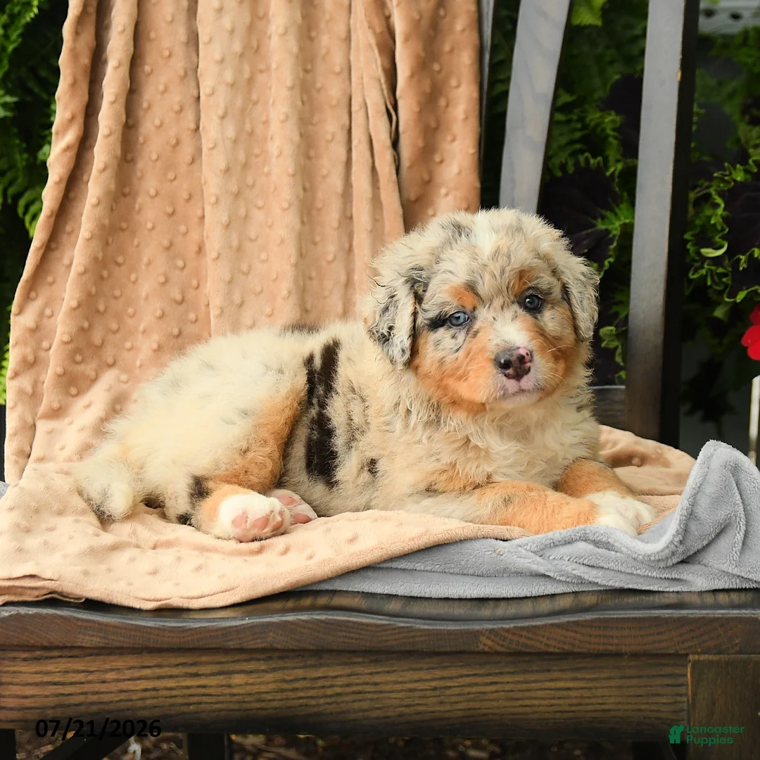 Australian Shepherd dogs for sale: Maeve - Ad 5