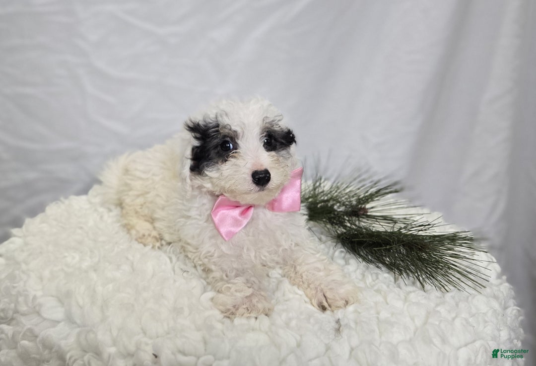 Pomapoo dogs for sale: Lolly - Ad 4