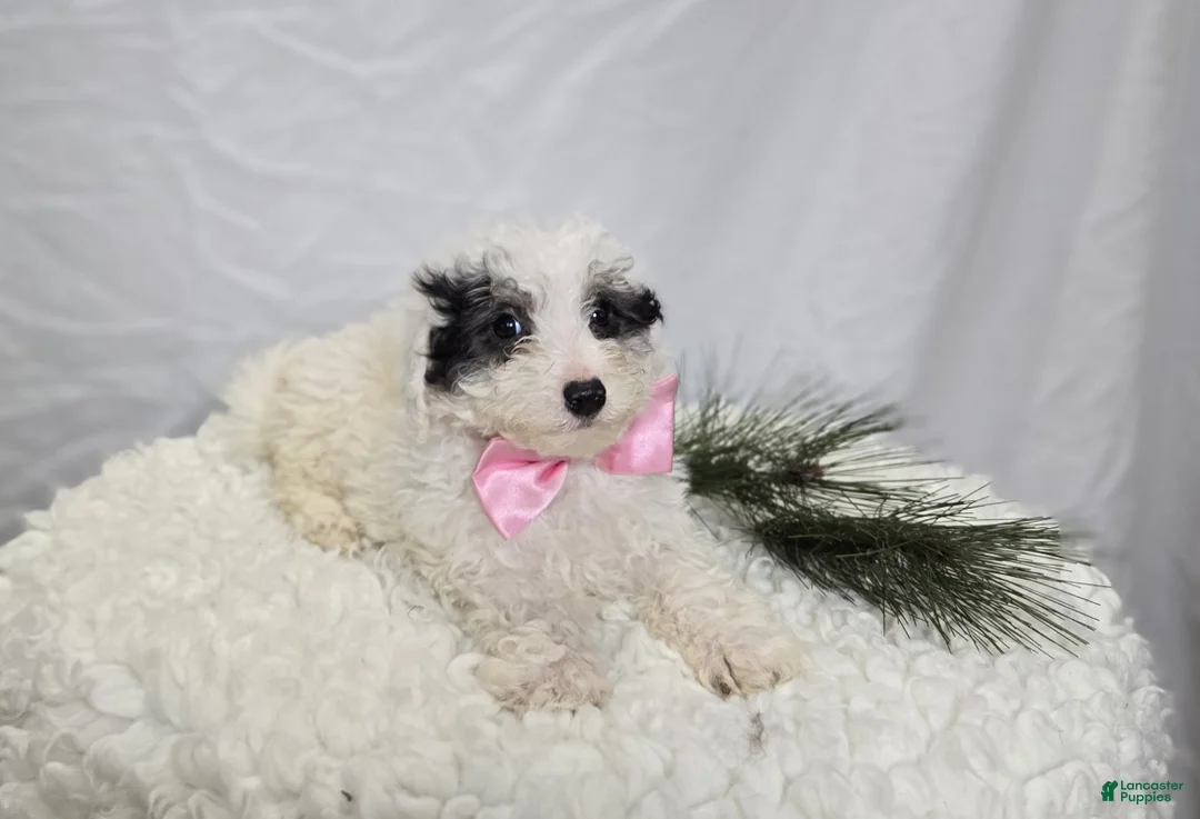 Pomapoo dogs for sale: Lolly - Ad 6