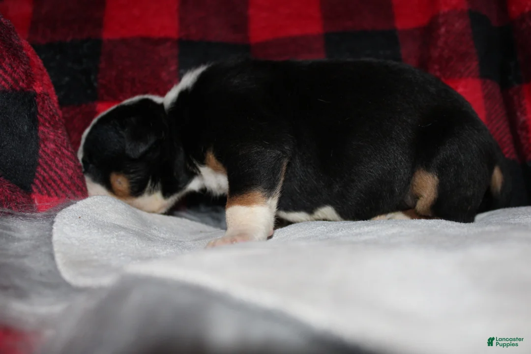 American Bully dogs for sale: Oreo - Ad 4