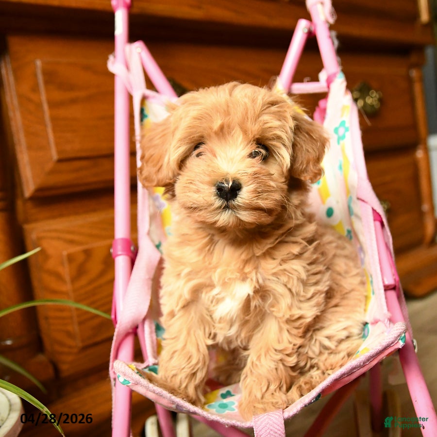 Havapoo dogs Belle - Ad 1