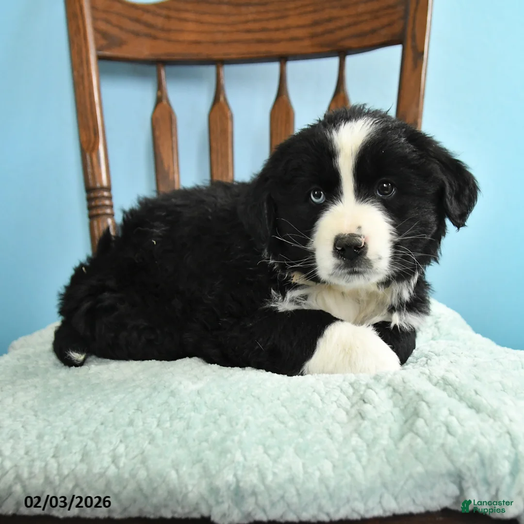 Miniature Australian Shepherd dogs for sale: Chloe - Ad 1
