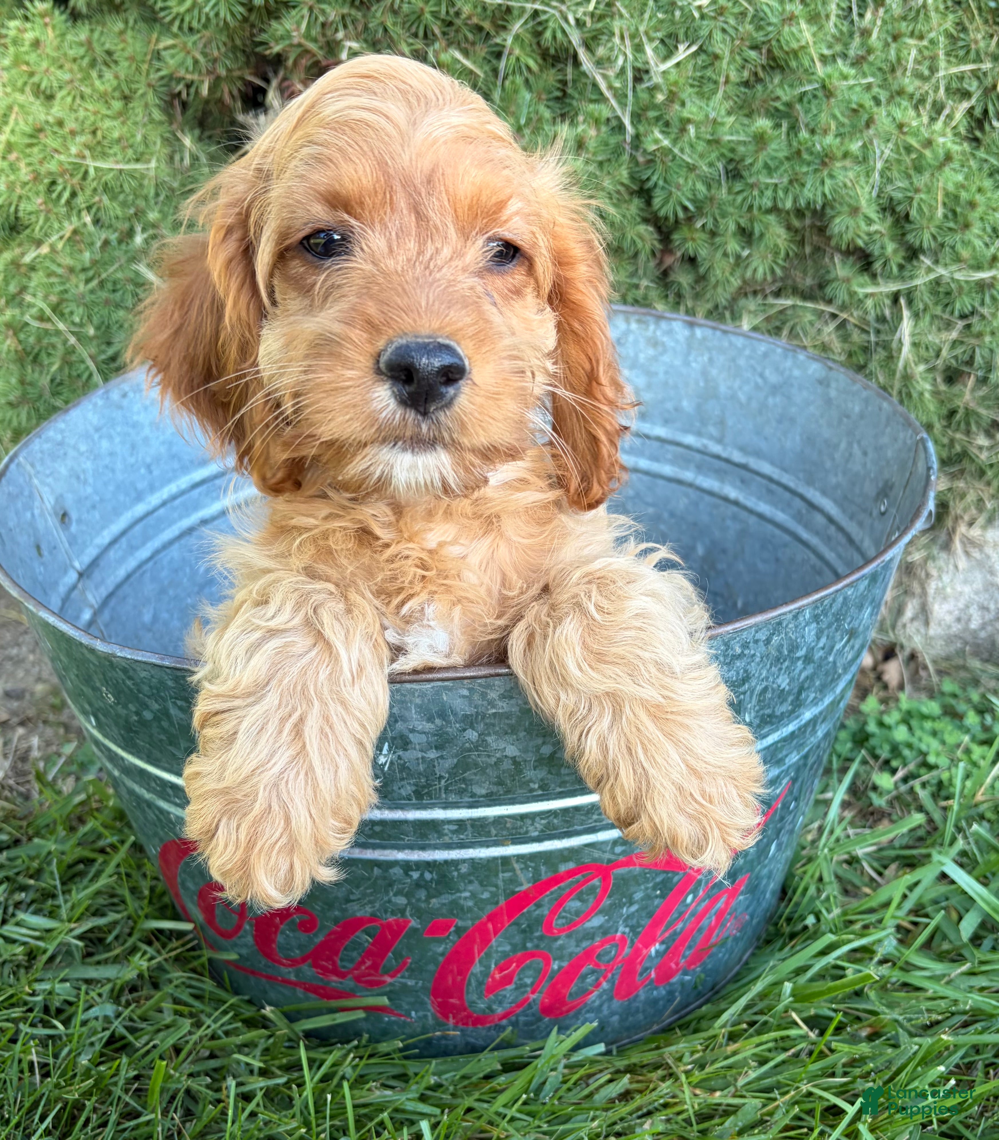Cockapoo dogs Becca - Ad 1