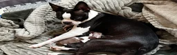 Boston Terrier dogs for sale: Boston Terrier 2 - Ad 2