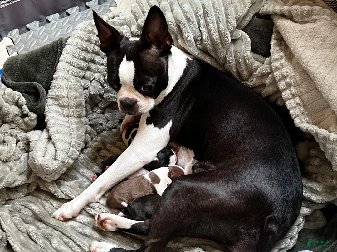 Boston Terrier dogs for sale: Boston Terrier 2 - Ad 2