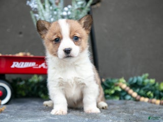 Welsh Corgi Pembroke dogs Cassidy - Ad 34