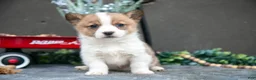 Welsh Corgi Pembroke dogs for sale: Cassidy - Ad 1