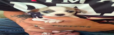 Chihuahua 4