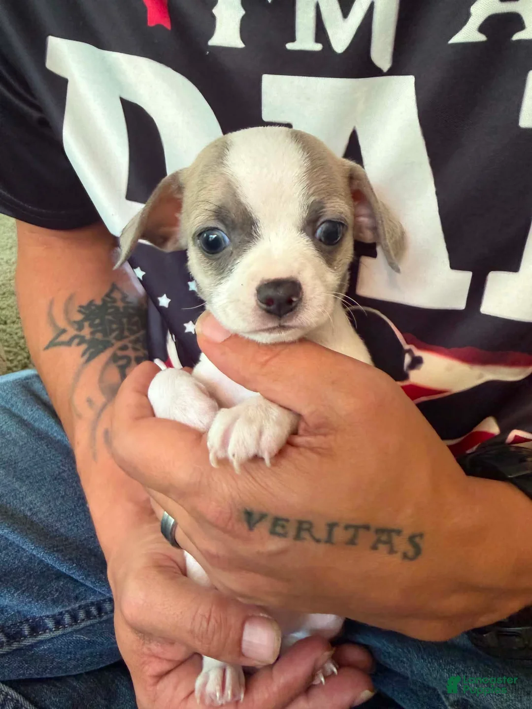 Chihuahua dogs for sale: Chihuahua 4 - Ad 1