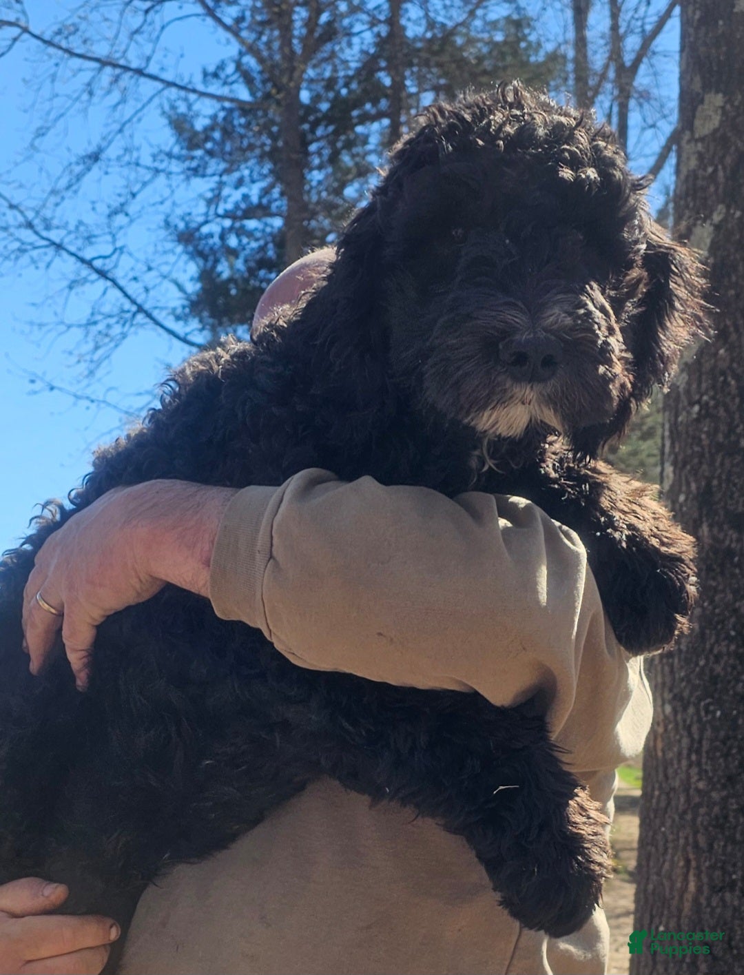 Sheepadoodle dogs Dexter - Ad 30