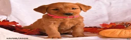 Golden Retriever dogs for sale: Babe - Ad 3