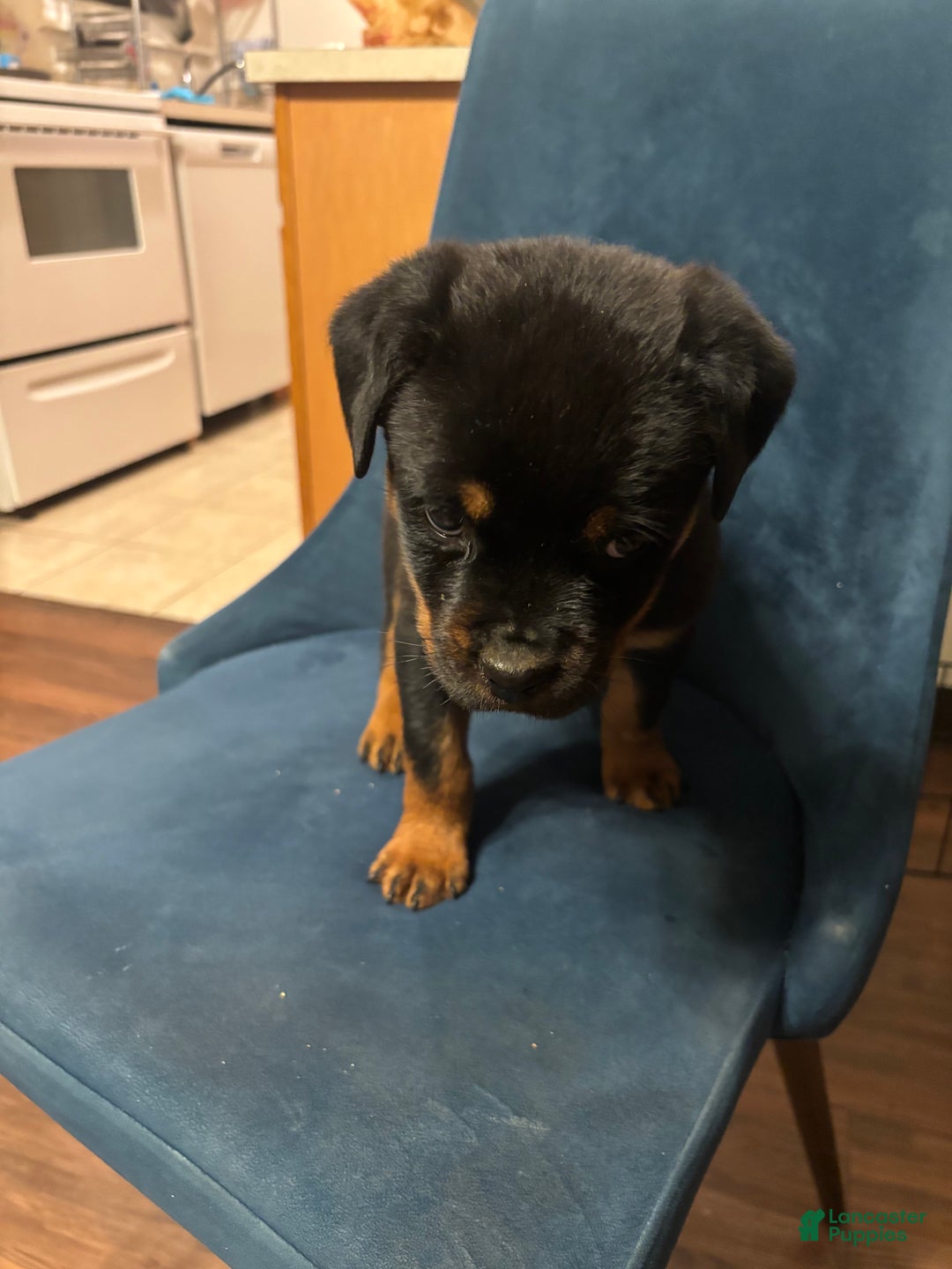 Rottweiler dogs for sale: Nae - Ad 15